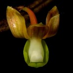 Dendrobium pachyglossum-Flowering Size